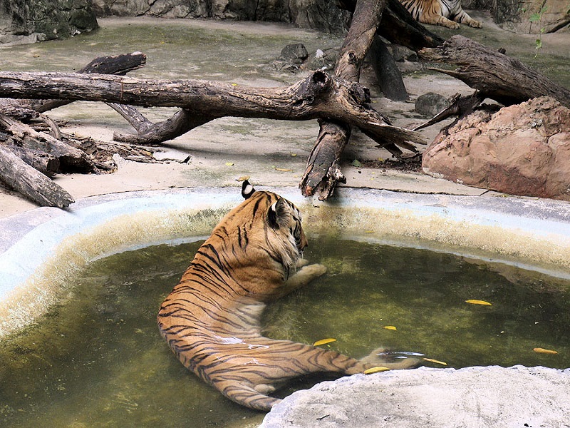 حیوانات باغ وحش سافاری بانکوک