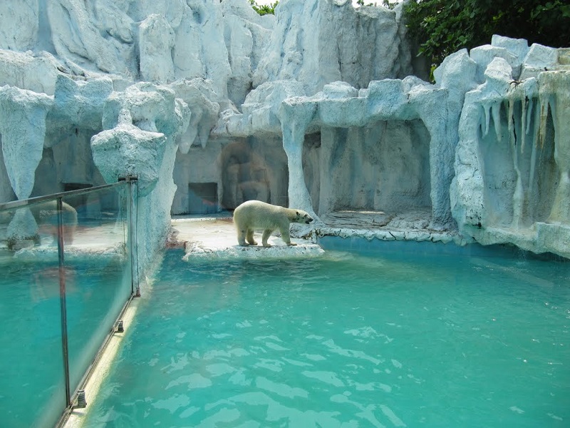 نمایش خرس قطبی سافاری بانکوک